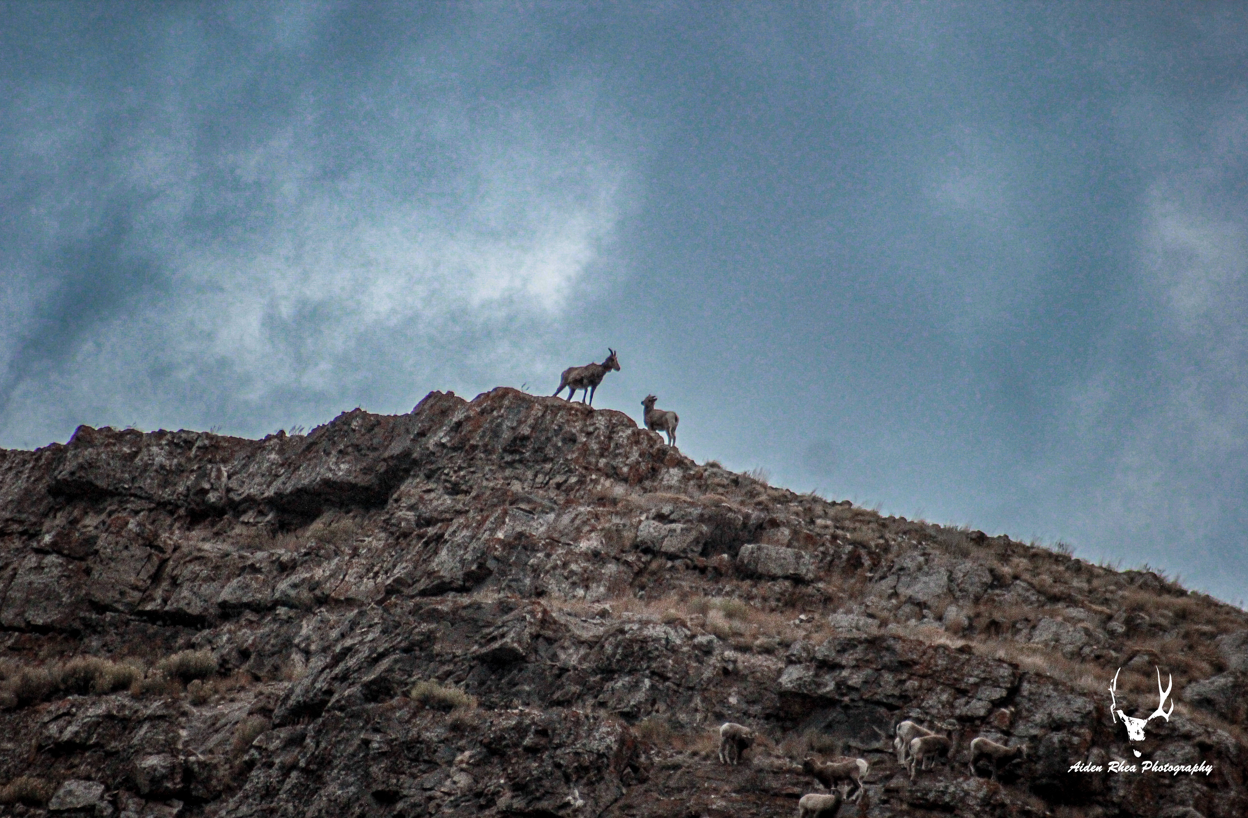 Sheep mountain