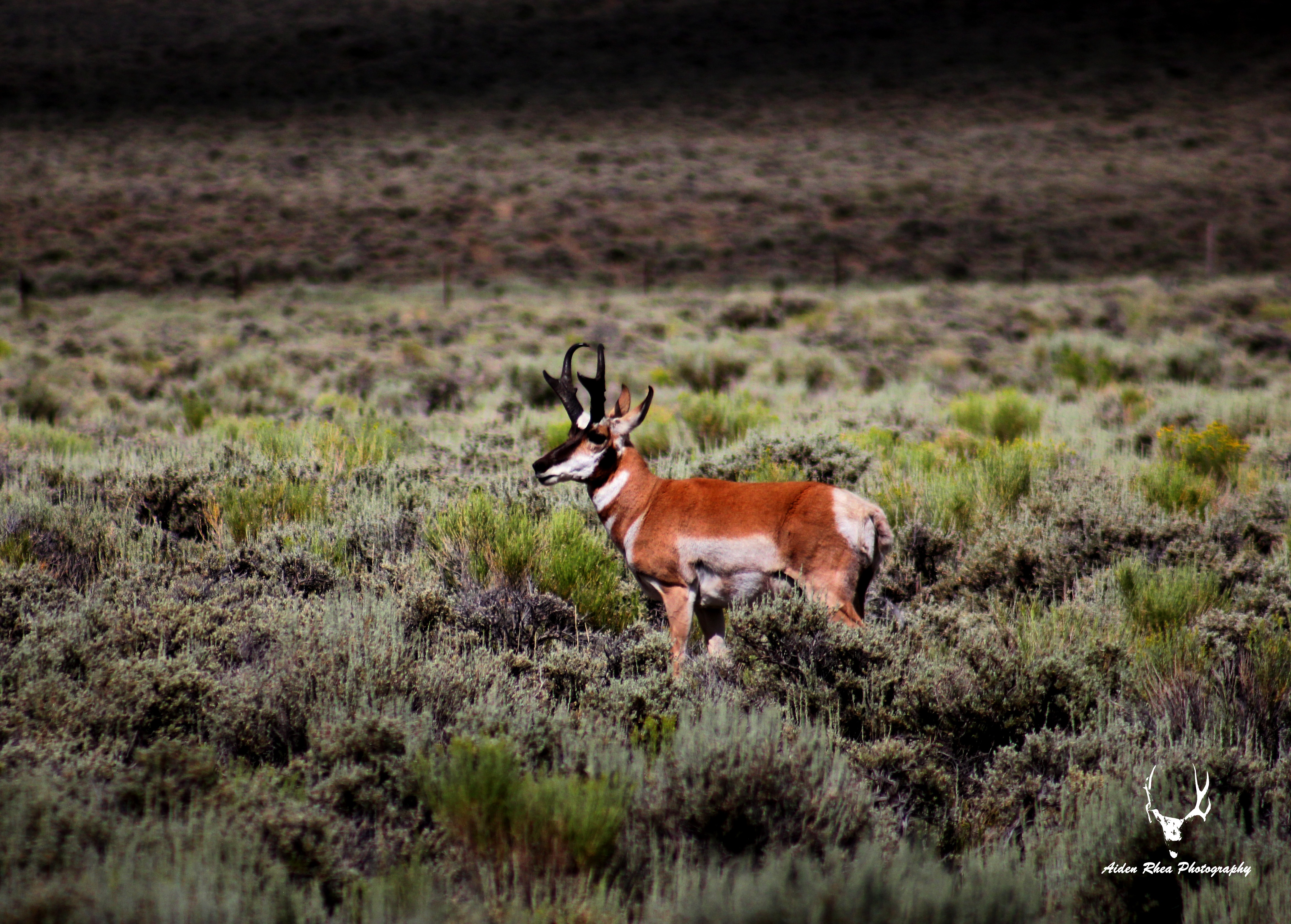 Speedgoat