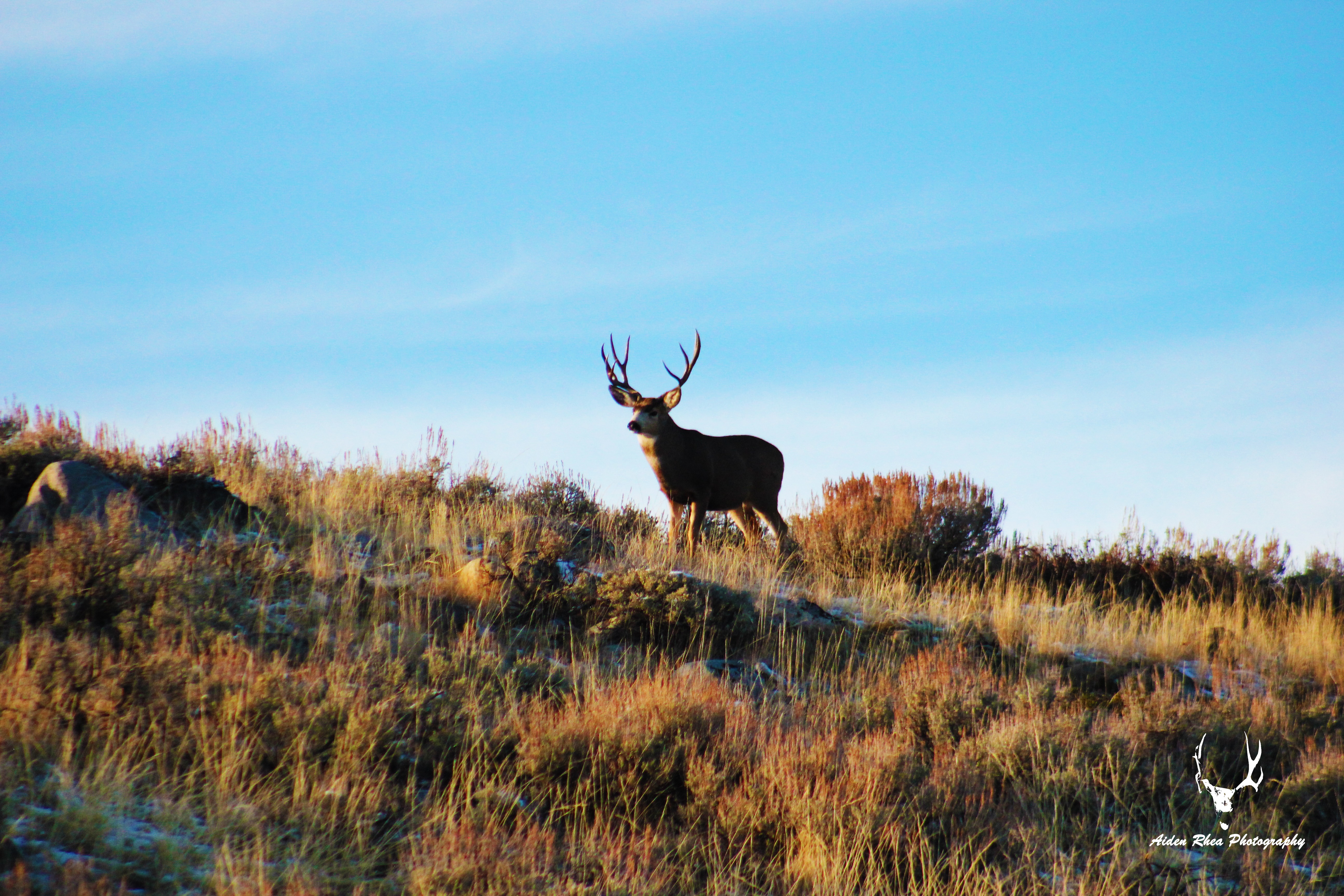 Mule deer magic