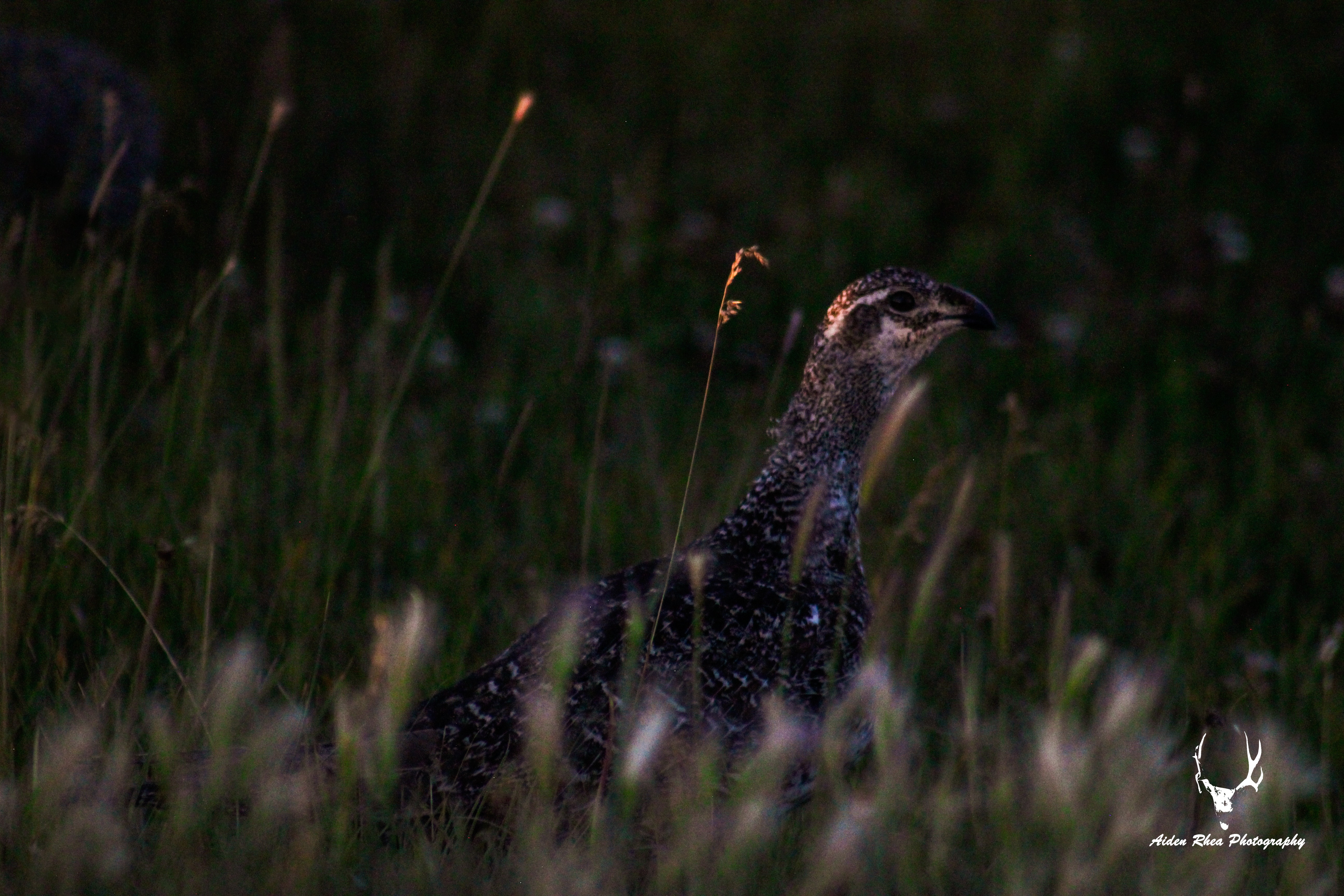 Sunset Bird