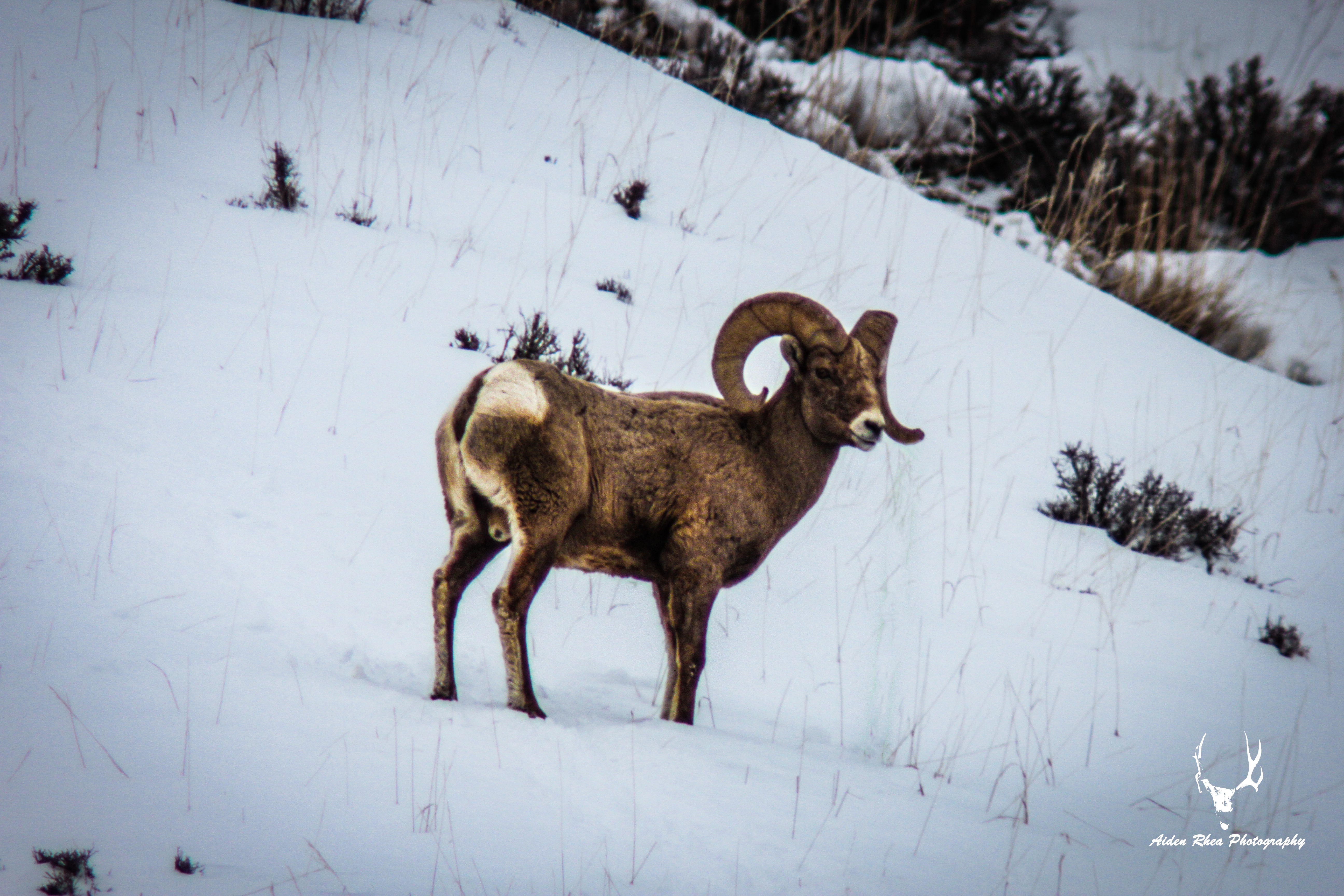 Winter hardened