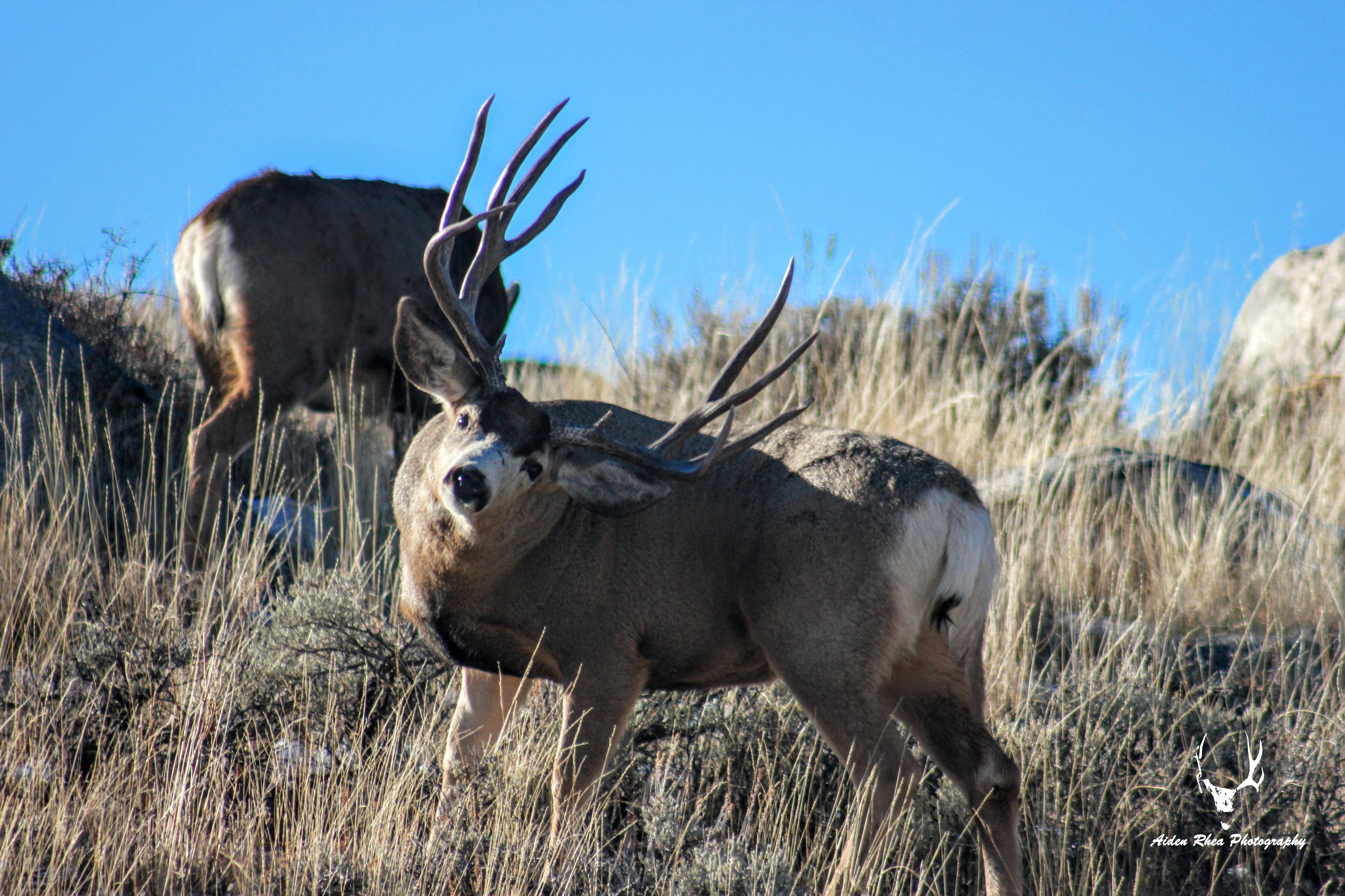 Backscratcher