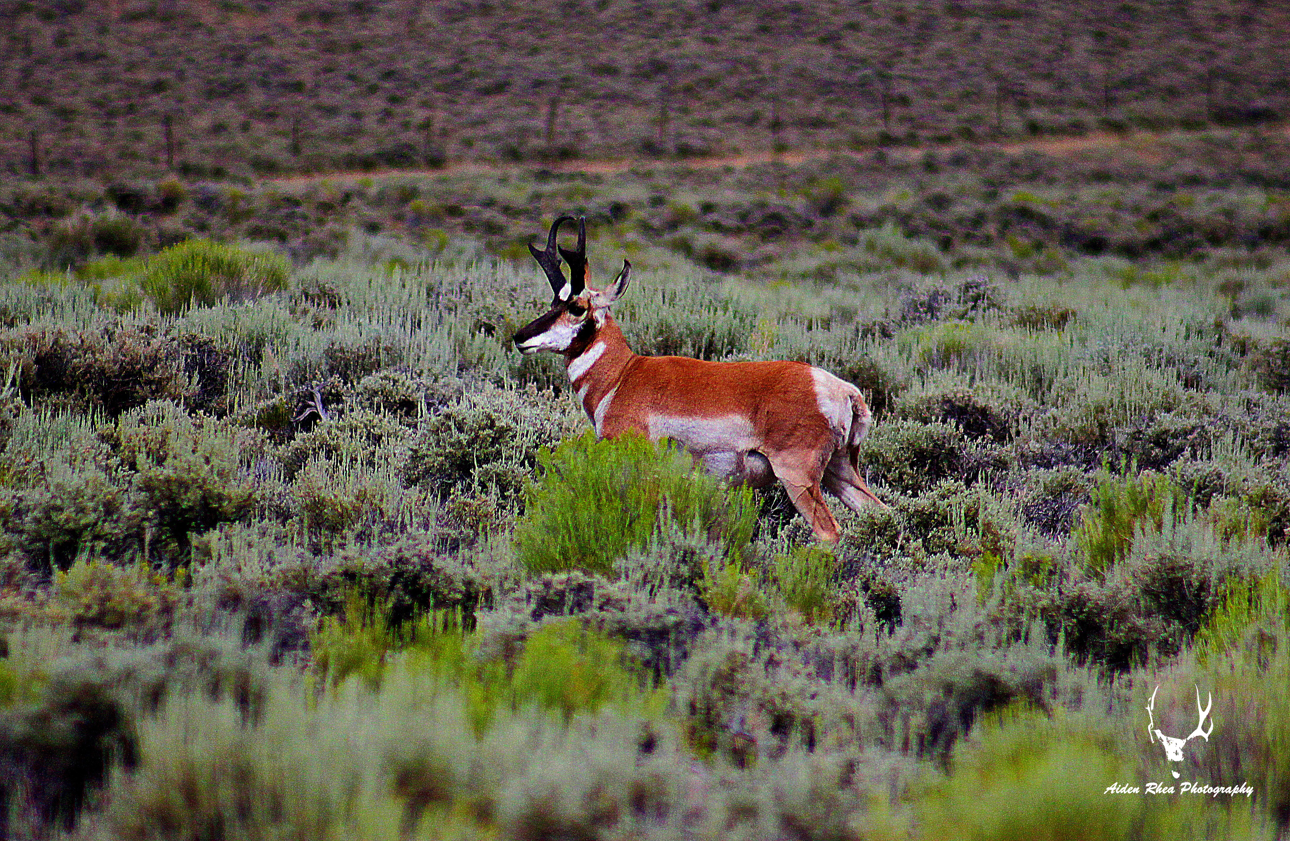 Speedgoat 2