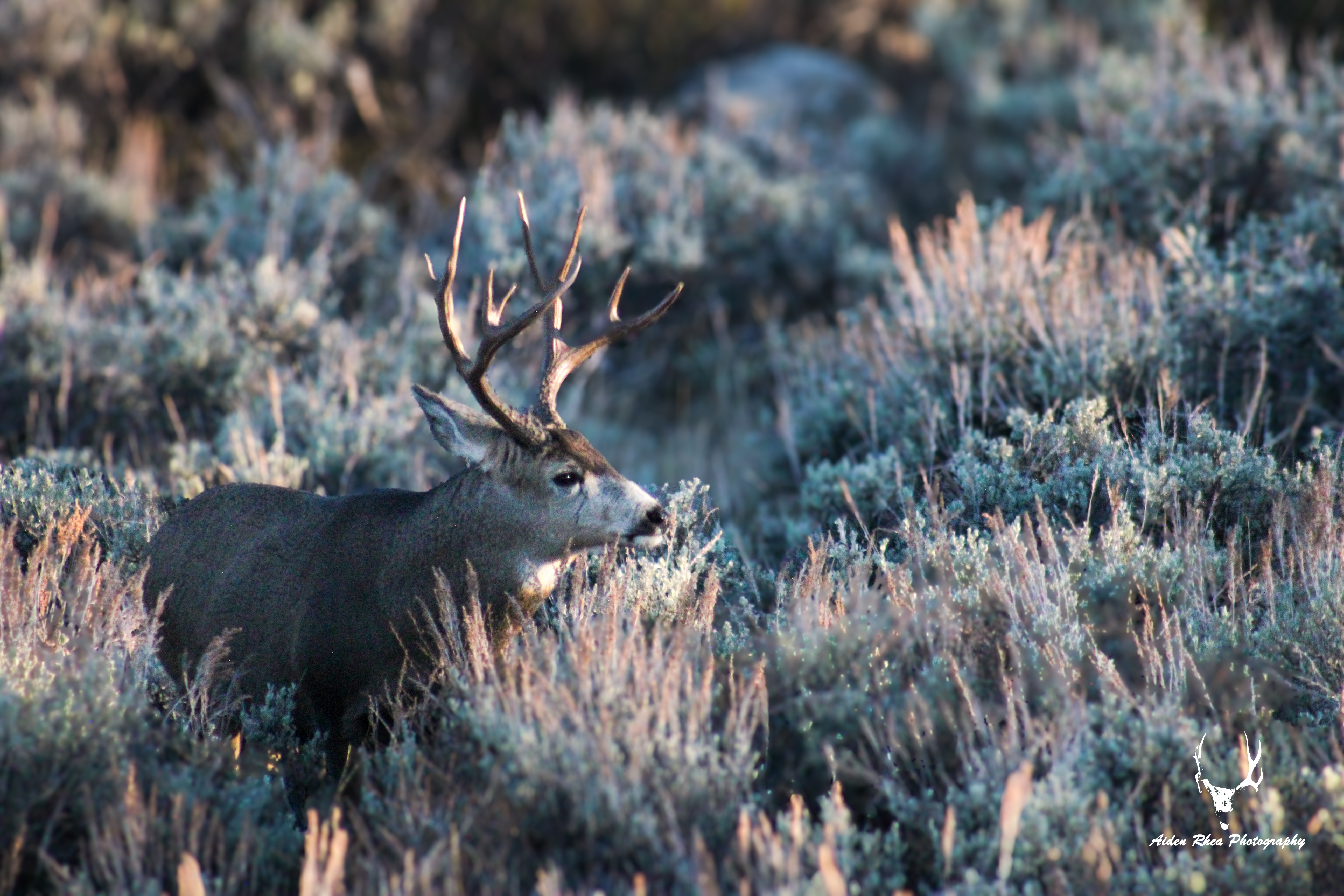 Mule deer magic 2