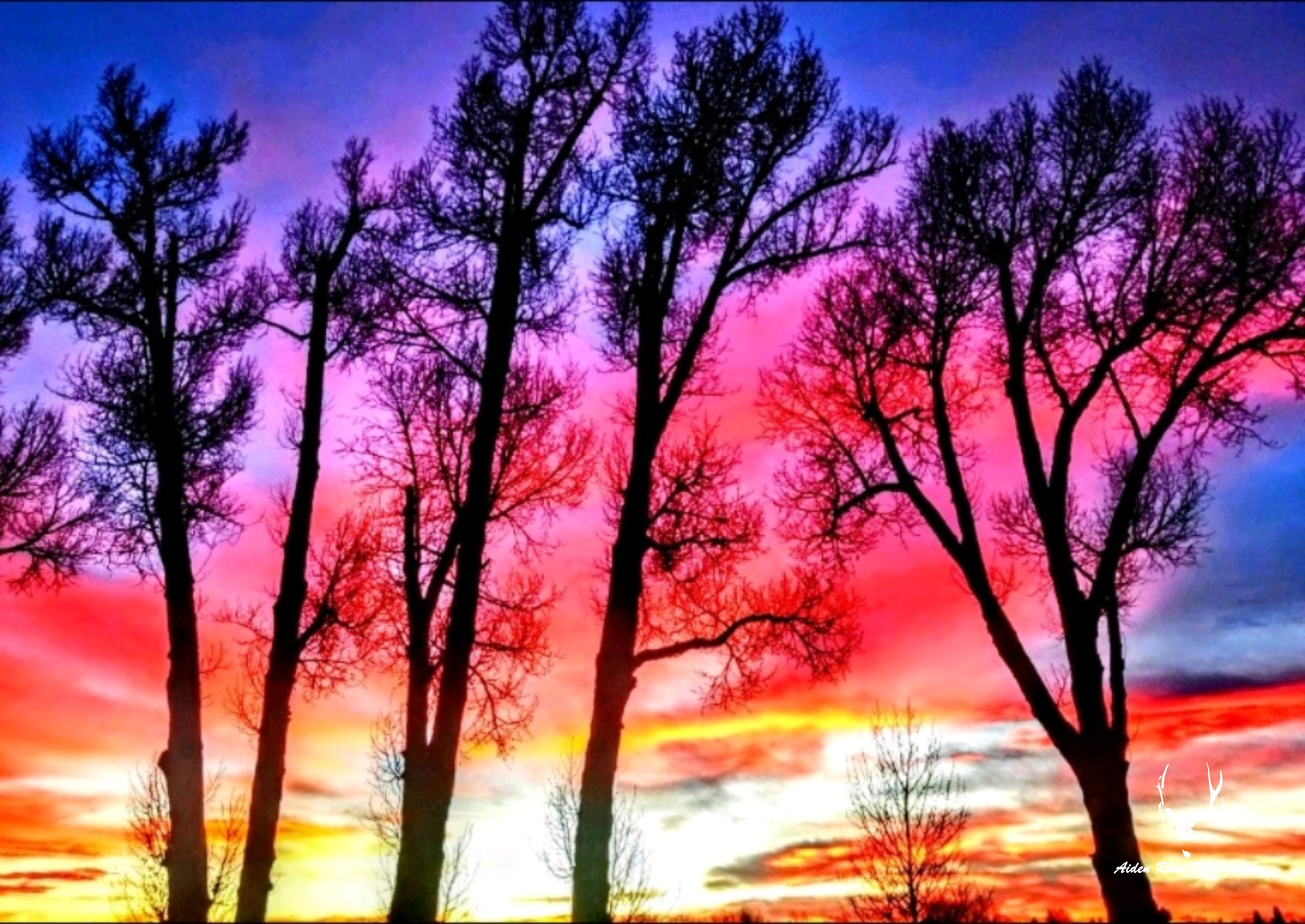 Rainbow trees