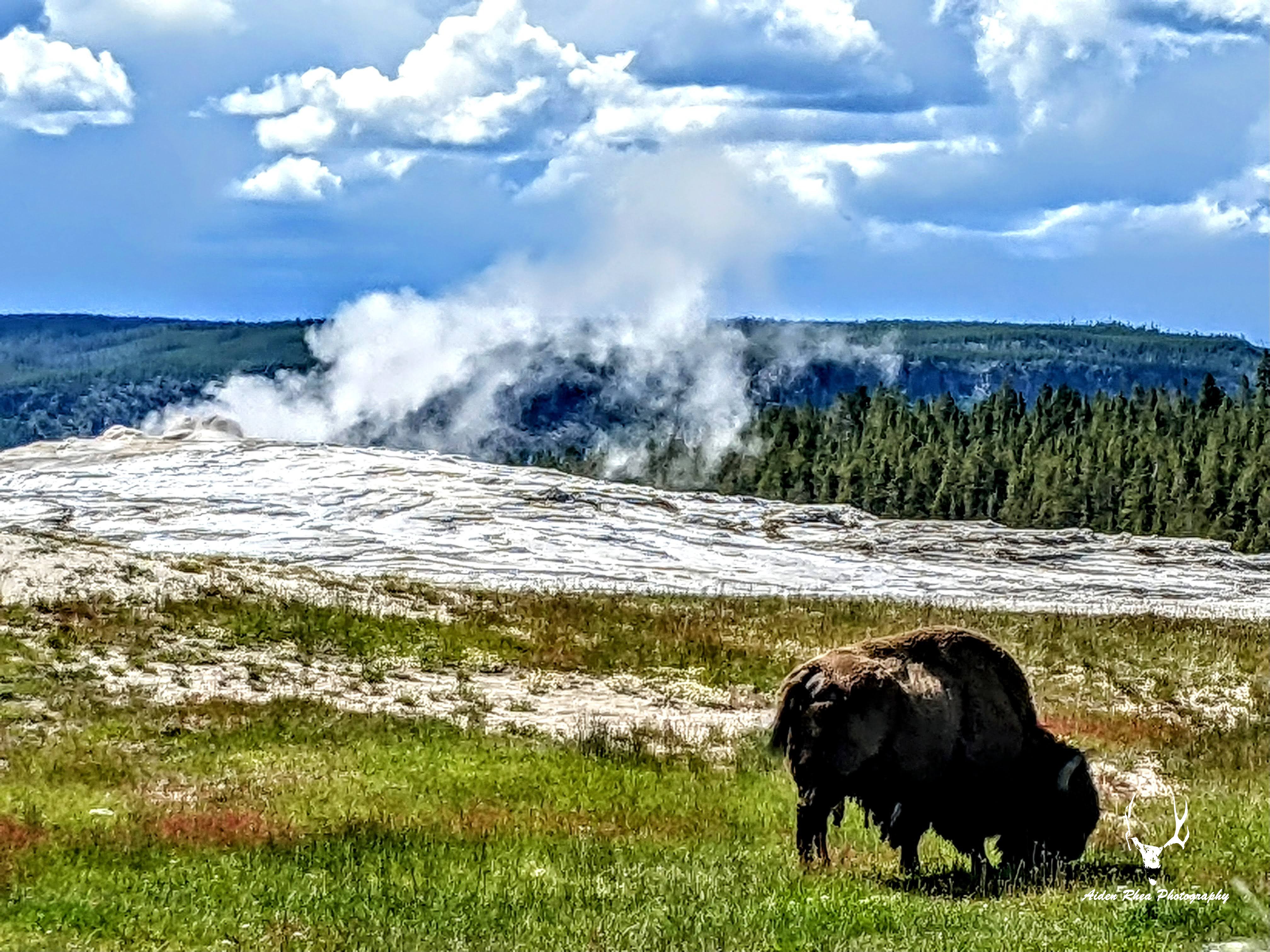 old&faithful