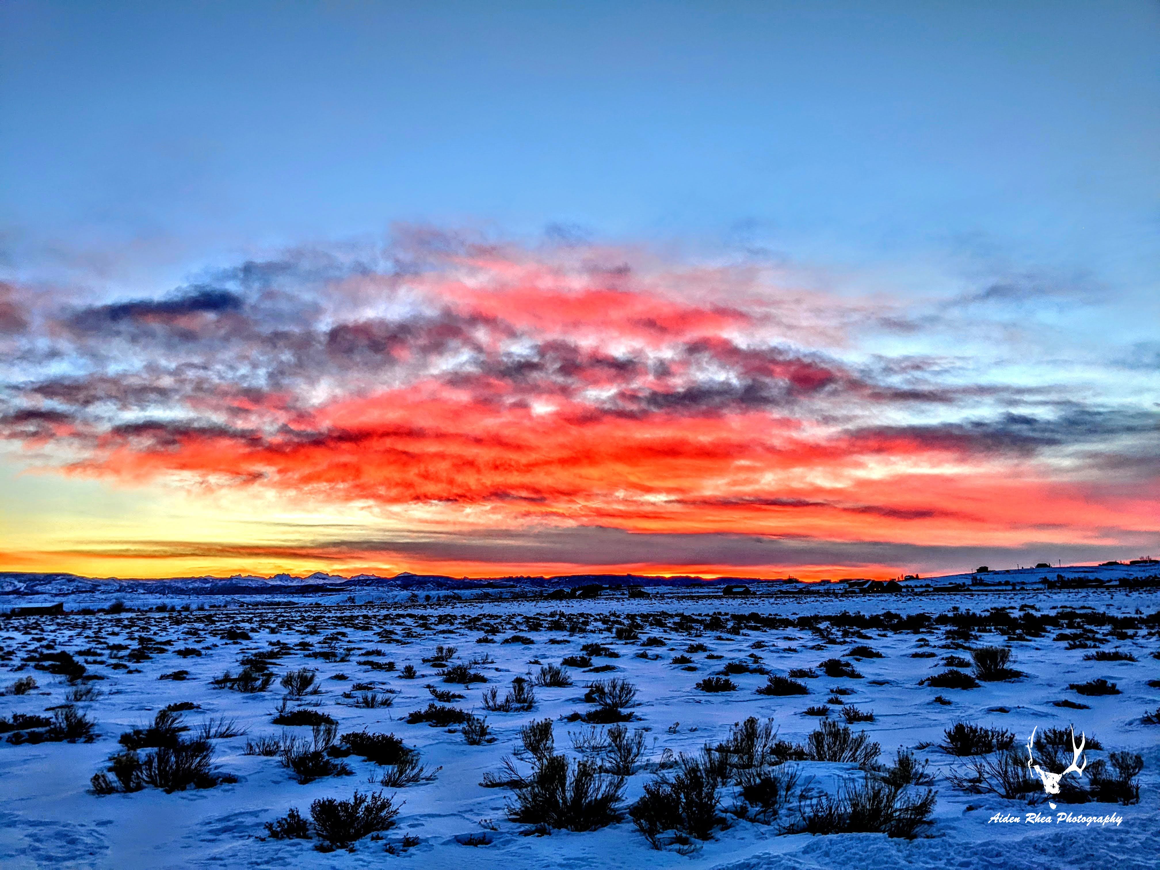 Winter sagebrush