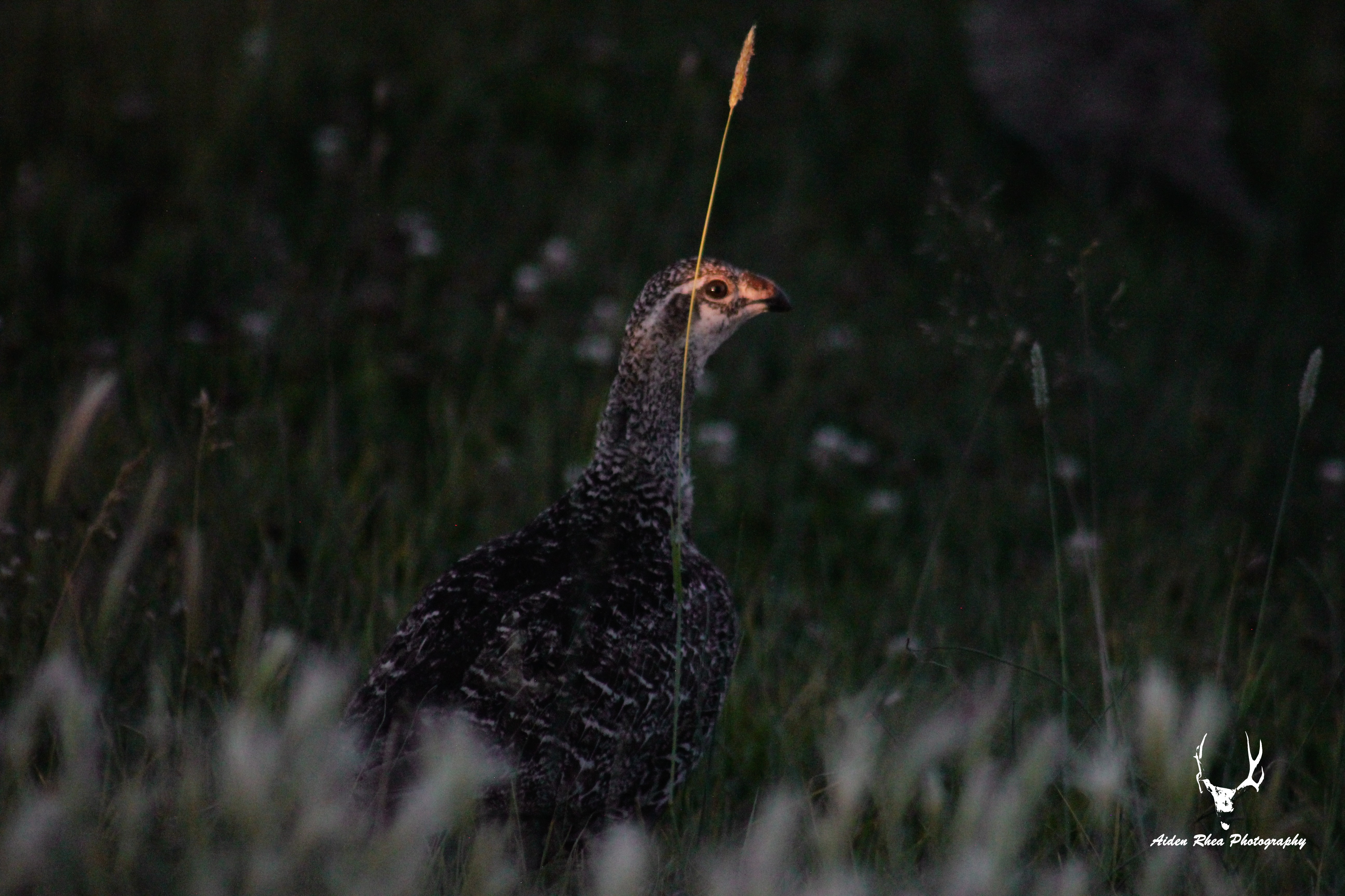 Sunset Bird